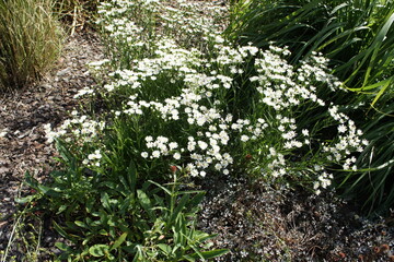 decorative yarrow with lots of white flowers on a flower bed on a sunny summer day. Achillea...