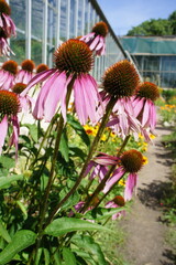Pink blooming Echinacea flowers on a glass greenhouse background on a sunny summer day. Nature wallpaper