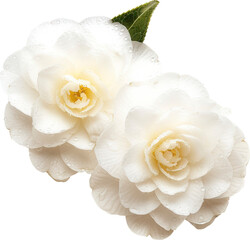 White flower isolated on transparent background. PNG