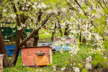 Beehives in the garden of an apple tree in spring.
