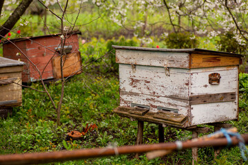 Old hives in a small apiary in the garden among cherry blossoms in spring. Spring honey harvests of garden honey concept