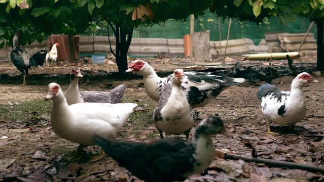 flock of ducks in cacao garden