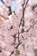 Obraz premium Spring 