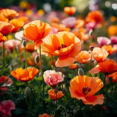 Deurstickers poppy flowers in the field © Daisy