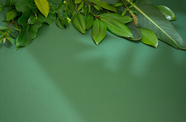 tropical green  leaves on green background