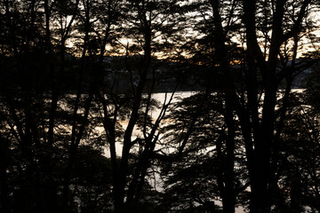 The woods at sunset. View of the forest trees silhouette, the lake and mountains at nigthfall. 
