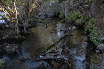 View of the stream flowing across the green forest in Patagonia Argentina.