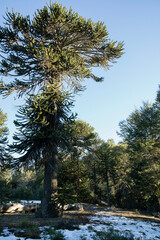 View of the giant Araucaria araucana pine trees forest in Patagonia Argentina. 