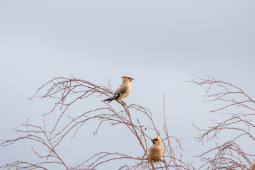 Waxwings