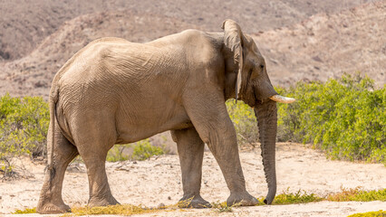 Desert elephant in the Hoanib riverbed, Namibia