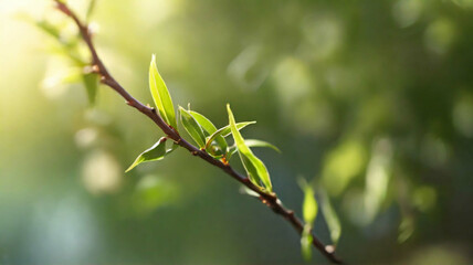 Springtime, awakening of nature, green leaves on a branch. Natural defocused background, vertical fond for text, spring banner