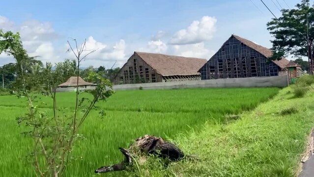 Traditional Tobacco House,or Los Tembakau or Los Mbako, a warehouse for storing and drying harvested tobacco leaves in Jember Regency, East Java, Indonesia