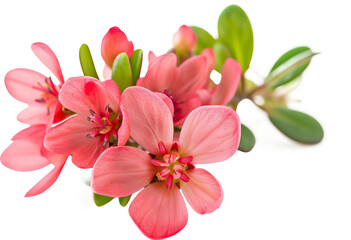 Fototapeta na wymiar Flowers isolated on transparent background. PNG