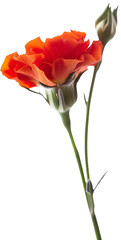 Flowers isolated on transparent background. PNG