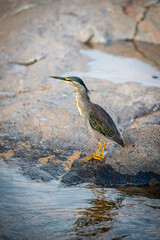 The green-backed heron or striated heron (Butorides striata) also known as mangrove heron, little green heron, is a small heron of Africa