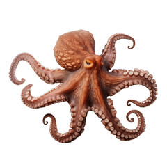 Octopus isolated on white and transparent background. Ideal for use in advertising. Generative ai