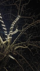 Some branches of tree
