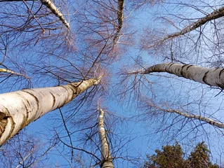 Zelfklevend Fotobehang Straight trunks of birch trees against the background of the blue sky. Tree branches cover the sky. Background of tree branches against a blue sky. © Олег Струс