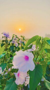 Flower pind plant garden color plant summer 