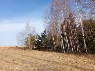 Foto op Canvas A small birch forest in the middle of the steppe. A number of birches among which Christmas trees grow. Sunny day in the birch forest. © Олег Струс
