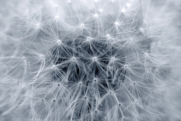 Closeup of big dandelion ,nature background.