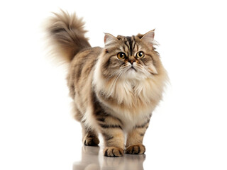 Persian , cat isolated white background