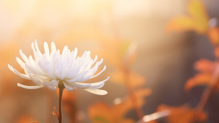 autumn chrysanthemum flower on the background of a foggy morning in soft color pastel tones, gentle...