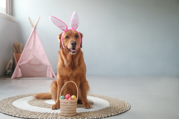 Banner with an Easter dog of the Golden Retriever breed, which sits in bunny ears, and next to it...