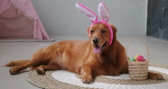 An Easter dog of the Golden Retriever breed in a hair holder with bunny ears lies on the floor next to a wicker basket containing colorful eggs. Funny doggy in Easter costume.