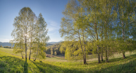 Birch in spring, the sun's rays through the green foliage, scenic morning view