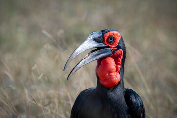 ground hornbills (Bucorvidae) are a family of the order Bucerotiformes, endemic to sub-Saharan Africa