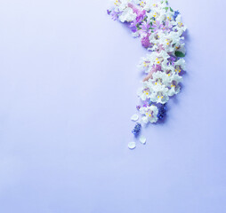 white and purple flowers on purple paper background