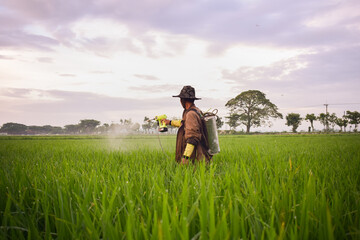 Senior Male Farmer Spraying pesticides to paddy plant on his rice field. Scenery indonesian farmer...