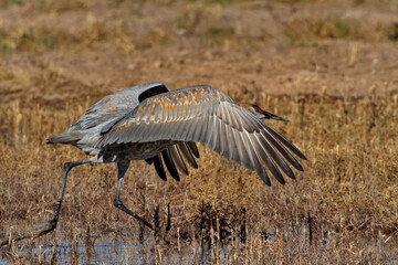 Beautiful Sandhill Crane racing toward take off at Bosque del Apache National Wildlife Refuge in Socorro County, New Mexico, United States