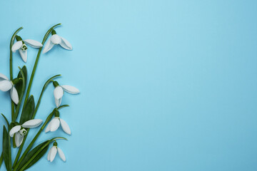 White snowdrop, the first flower of spring on a blue background. Flat lay, top view. Space for text.