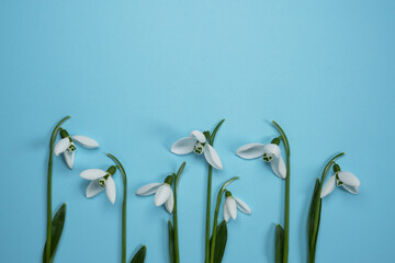 Beautiful snowdrops on a blue background. Flat lay, top view. space for text.  Banner design.