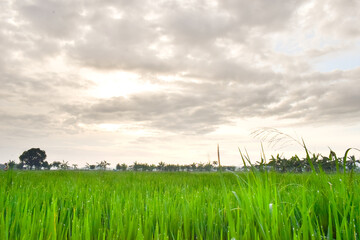 Green Paddy in rice field and big tree with  clouds on sky