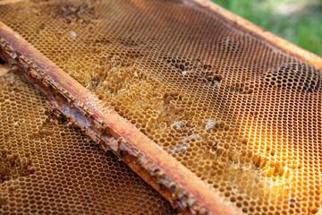 Close-up of a European bee hive honeycomb frame