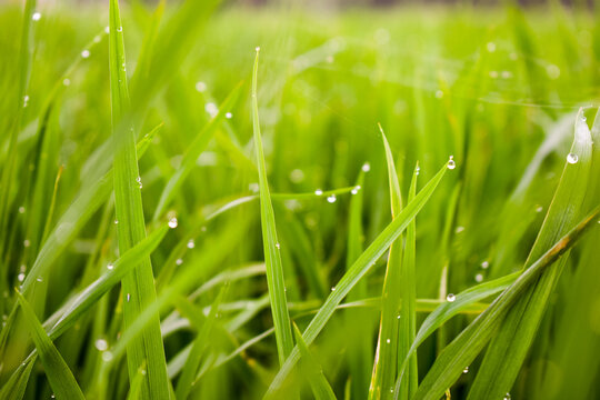 Beauty close up paddy plants with water droplets, sun shine atmosphere in morning