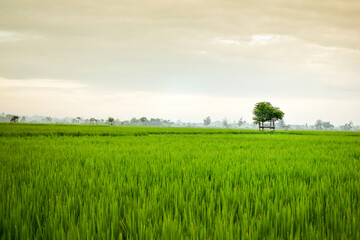 Small hut with grean leaf rooftop in the center of rice field. Beauty scenery in nature indonesia