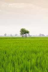 Obraz premium Small hut with grean leaf rooftop in the center of rice field. Beauty scenery in nature indonesia