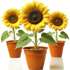 sunflower in a pot