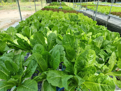 Organic Vegetables such as Lactuca sativa var crispa in Hydroponics farming.