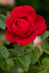 Fresh sunshine on crimson rose in vertical format portrait