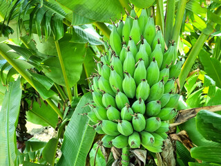 Bunch of raw green Silver Bluggoe (Musa ABB group) or Thai language is"Kluai Hak Muk" on the banana tree.