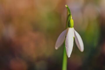 white snowdrop flowers on the forest