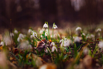 white snowdrop flowers on the forest  - 741522017