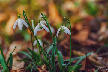 white snowdrop flowers on the forest  - 741522288