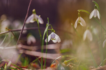white snowdrop flowers on the forest  - 741522635