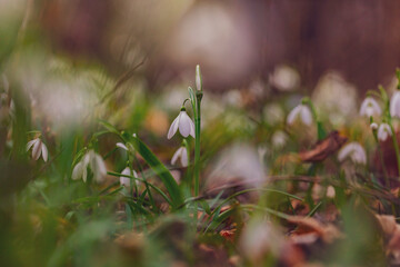 white snowdrop flowers on the forest  - 741522679